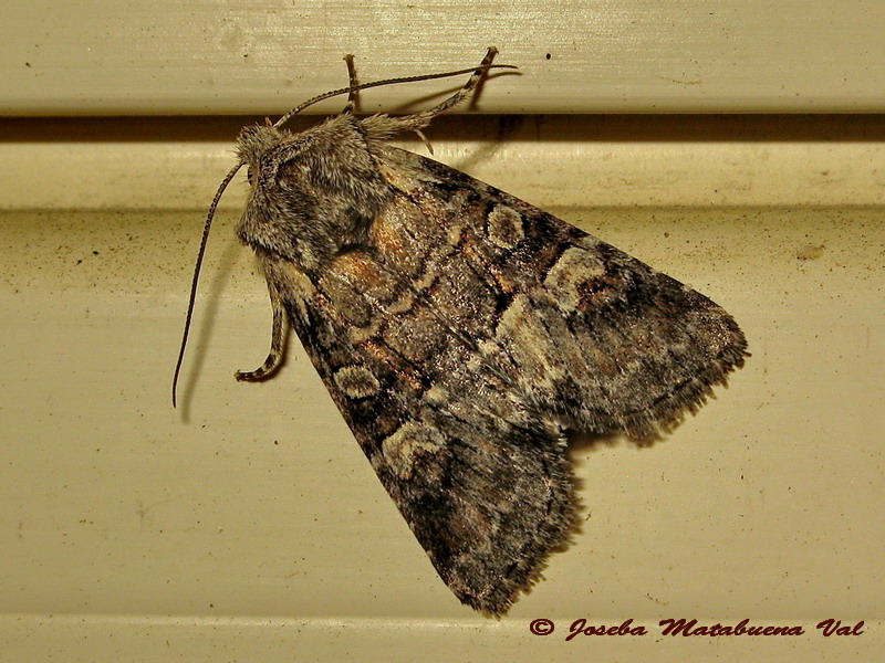 Mesoligia literosa - Noctuidae